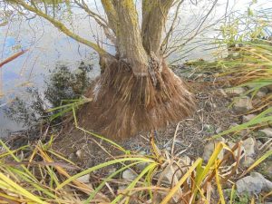 saule-01